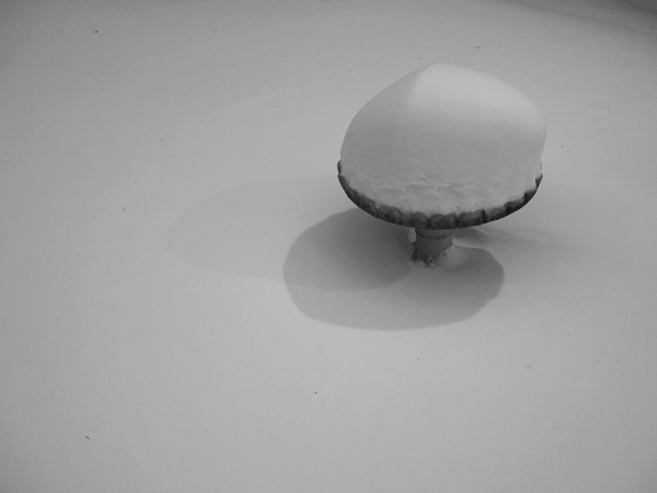 Garden-at-Longfellow-House-in-downtown-Portland,-Maine.-(P1100477)