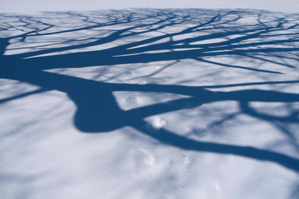 Shadows-of-trees-on-snow-in-March,-Evergreen-Cemetery,-Portland,-Maine-(P1110684)