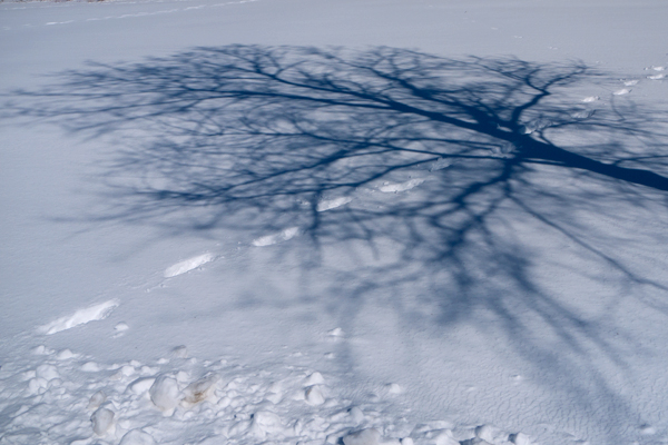 Shadows-of-trees-on-snow-in-March,-Evergreen-Cemetery,-Portland,-Maine-(P1110691)