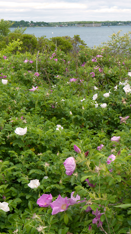 Flowers,-Casco-Bay-and-Fort-Gorges-from-East-End-trail,-Portland,-Maine-(PGF11140188)